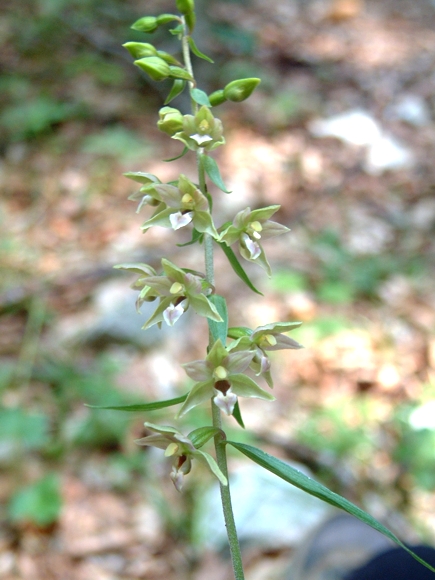 Epipactis leptochila (?)